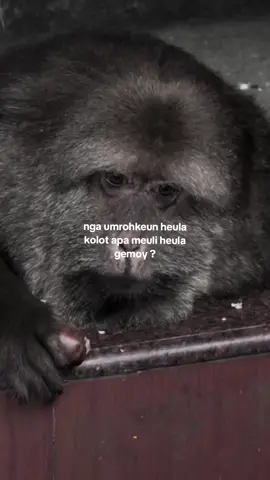 naon heula nya ? 😅 #capruk #storysunda #monyetgalau #atuheuy 
