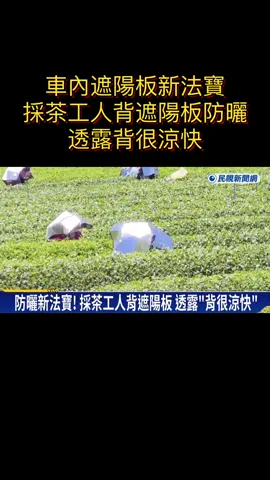 許多開車族，會購買遮陽板放在車子的前擋風玻璃，來降低車內溫度，老是頂著大太陽工作的茶農，利用同樣道理，將遮陽板披在身上，防止曬傷#生活小法寶