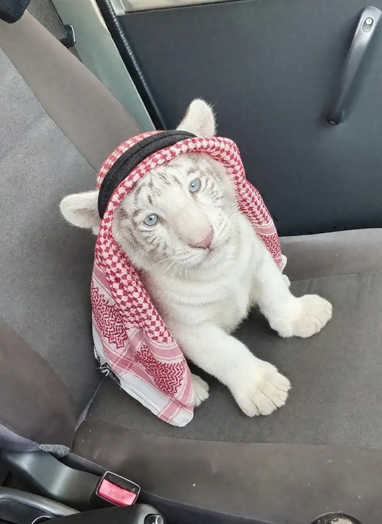 masyaAllah habibi 👳 #fyp #baby #tigers 