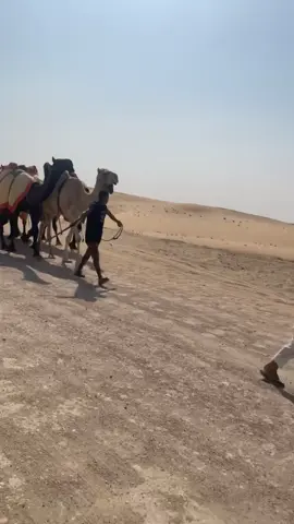 لبيه الدواسر❤️🔥.#الهوامله #الفرجان #الدولسر_خطلان_الايدي #trending #trending 