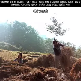 සිකුරාදා රෑ වෙද්දි ගෙදර #denethkawmina #repost #viraltiktok #status #status 