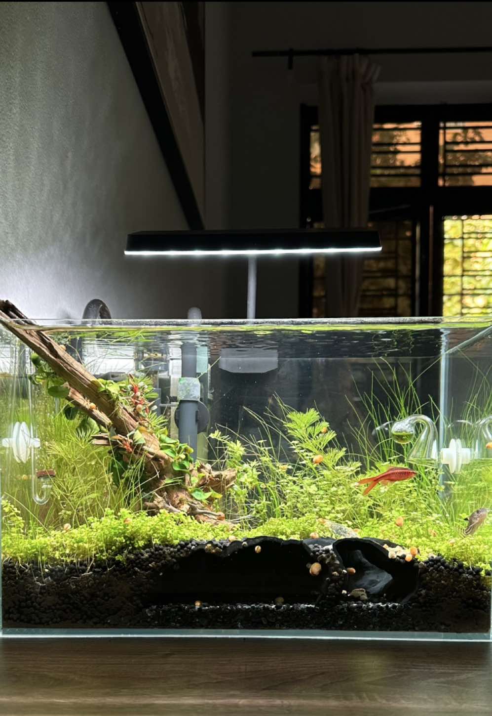 Người trong cuộc mới hiểu 🙂‍↕️🙂‍↕️ #aquarium #thuysinh #nghienthuysinh #fishtank #foryou 