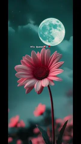 Inasonka babu misali😩🫶🤍@🦋🤍His Queen backup🦋🕊️ 