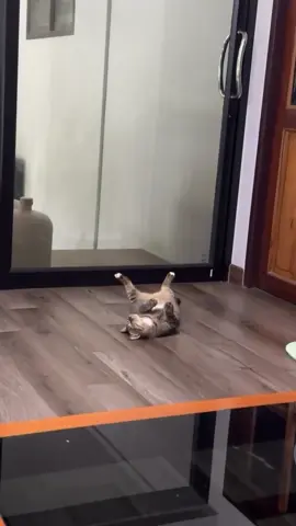 ขอแค่ได้นอน #นอน #ง่วง #แมว #แมวอ้วน #แมวเหมียว 