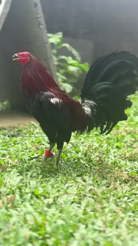 #ayam #bali ,, kita turunkan ke arena besokk ,, jam 3 sore sudah mong