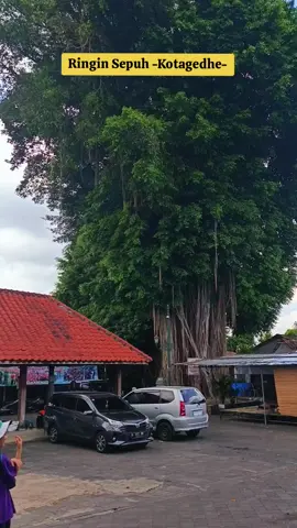 pohon beringin tua di kotagede Yogyakarta #mataram #wisatajogja #jogja #vibejogja #yogyakarta 