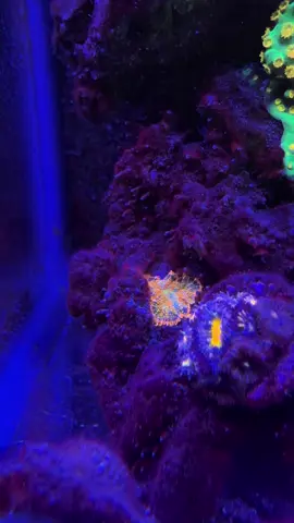 Just incase you didn’t know #stem #dominate #aquarium #dominatedetergent #fish