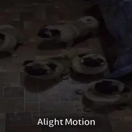 Pug edit |Мопсики эдит#мопсы#рекомендации#эдит#мопс