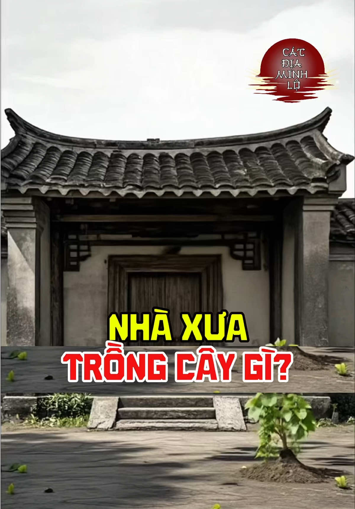 Nhà ngày xưa hay trồng cây gì? #phongthuy #phongthuytamlinh #trongcay #cayphongthuy #caycanh 