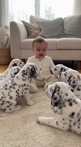 It's like 101 Dalmatians! #dog #baby #puppy #dalmatian 