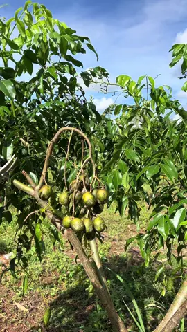 เก็บมะกอกน้ำ จากสวนของเรา ไปส่งตลาด #มะกอกน้ํา #มะกอก