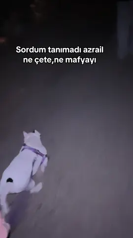 #pitbull #pocket #americanbully #malinos #egzotikbully 