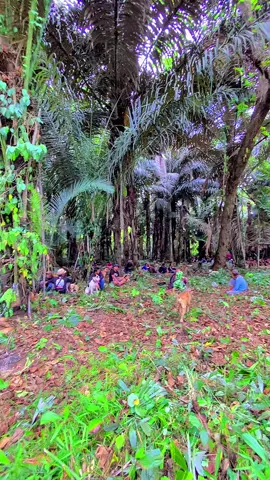 Teman porbi #kacocie257 #porbimarenten #porbi #porbisoppeng #porbibonesulawesiselatan 