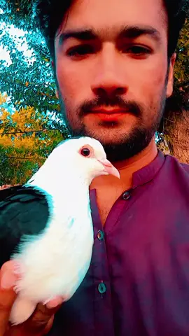 Two_sweet_pigion_short_video_song_sun_raha hy na tu#foryoupage 