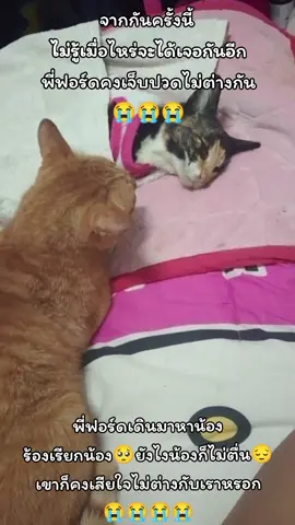 #พี่ฟอร์ดเดินมาหาน้อง😭 #มาตะโกนเรียกน้องเป็นครั้งสุดท้าย 🥺#ไม่ว่าคนหรือสัตว์เขาก็คงจะเจ็บปวดไม่ต่างกัน😔😭😭 #ทุกชีวิตมีค่าเสมอ 😭😭