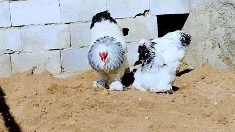 #موصل #موصل_بغداد_كركوك_حله_نجف_بصره #موصل_العراق_ #موصل_حي_الزهور #موصل_بغداد_كركوك_حله_نجف_بصره_اربيل_دهوك @أعلام الهوايه دوحي ✌️❤️ @ابو محمد البياتي @دعدوش 💘 