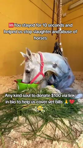 Any kind soul to donate $100 via link in bio to. help us cover vet bills💔🙏🐴#sanctuarylife❤️ #horse #reels #viral #reels 