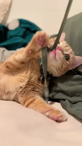 why buy cat toys when the string from my pants is so much more fun🤩 #cat