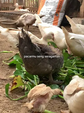 Info seragam peternakan bolo #barafarm #entokjumboblitar #entok #entokjumbo #banjarnegara 