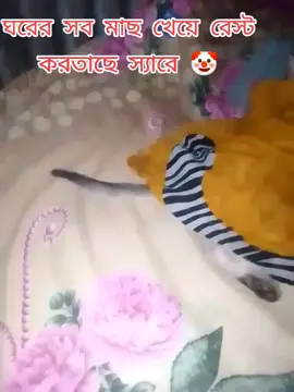 #রেস্ট করতাছে স্যারে don't disturb me 😌😼
