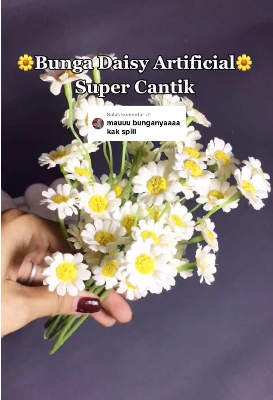 Membalas @ℋ Bunga yg bikin konten makin aesthetic 🌼 #bungadaisy #bungadaisy🌼 