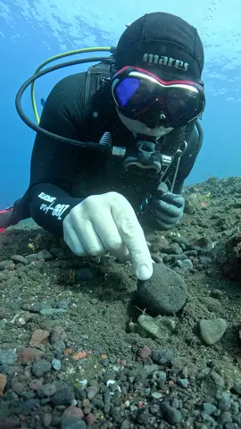 I've seen dive guides tease mantis shrimp by stuffing rocks into their burrows. It might look funny—until someone gets hurt. These creatures aren’t toys. #oceanreality #divingdanger #mantisshrimp #respectnature #underwatertruth 