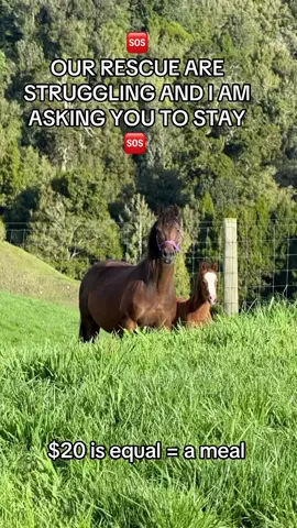 Really need some help so badly #equine #donkey #horselovers #help #fyp 