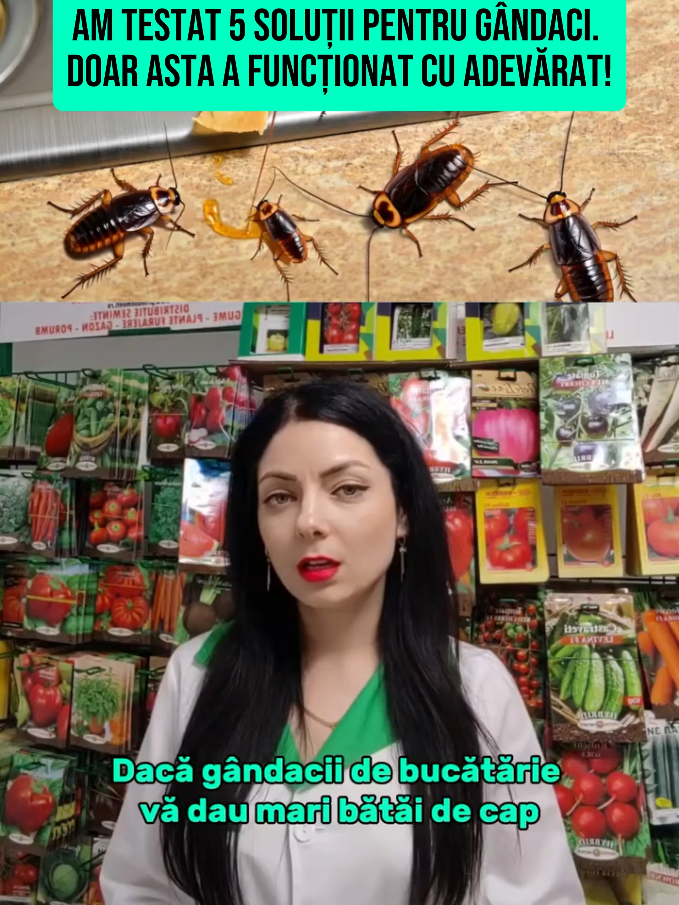 Am testat 5 soluții pentru gândaci. Doar asta a funcționat cu adevărat #solutiegandacibucatarie #scapadegandaciidebucatarie #gandacidebucatarie #agromedicro @manadeaur @youtubedoctorulplantelor @vitanaromania @primasementi @marianr0_b @corinabedreag @danieldumitrumacovei