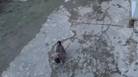 Cốt đợi ae tui tới liền 🤣 #dog #xuhuong #thucung #capcut 