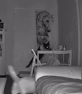 ⚠️VOLEUR DE CROQUETTES DES CHATS⚠️ Le petit fumier Coco🙄🤣 #voleur #chien #croquette #flagrantdélit #😳 