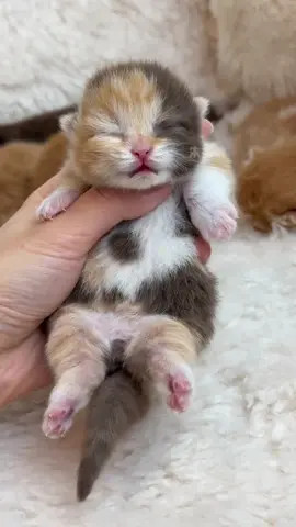 #kittensoftiktok #kitten #catsoftiktok #cats #kitty 