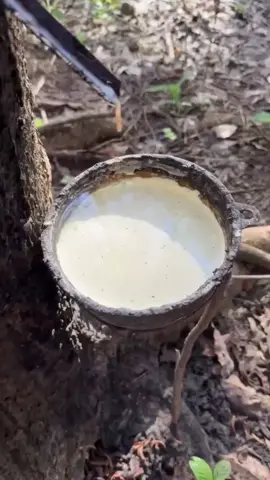 Panen getah karet dengan kualitas terbaik di negara Thailand  #fyp #viral #trending 