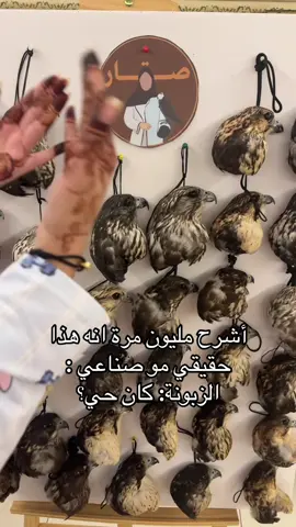 #الكويت🇰🇼 #روس_طيور #براقع_قويارد #تحنيط_طيور 