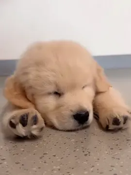 “Giao bát tận răng, chỉ cần anh cho cơm 🥹” #thucung #pet #dog #giaitritiktok #fyp 