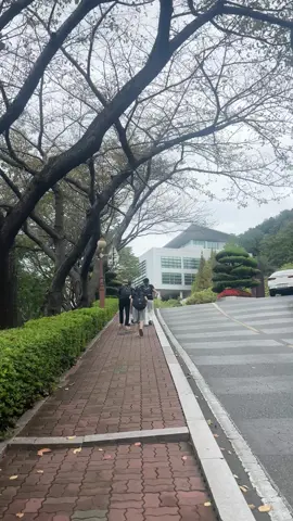 Đoàn bò của mình đang di chuyển về  #유학생🇰🇷🇻🇳 #busan 