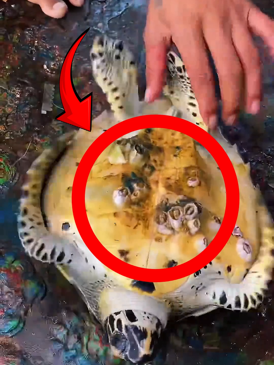 Fishermen Rescue Sea Turtle Covered in Barnacles 🐢 Follow Our Social Media: TT: @el_nino_tv IG: el_nin0_tv FB: El Nino TV YT: EL NINO TV #turtle #sea #rescue #barnacle #barnacles #barnacleremoval #sealife #ocean #oceanlife #wild #wildlife #animals #animalsfacts #fyp #fypシ゚