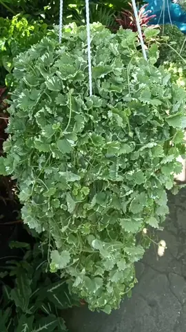 Chậu treo rau má cẩm thạch. có mùi thơm dể chịu để trồng . có thể đuổi muỗi 