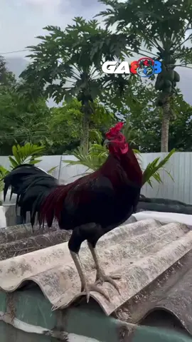 #xuhuongtiktok #ga888daga #ga666 #ga888 #xuhuong 