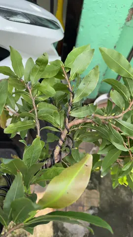 Thôi đi ngủ làm con mẹ gì nữa