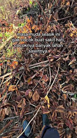 Kita sediakan lahan sawit sebelum menikah👌#petanisawit 