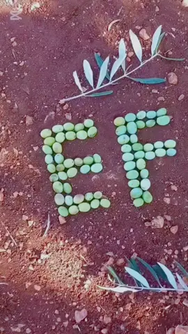 #عفرين_راجو_بلبل_شيه_جنديرس_معبطلي #عفرين #عفرين_قامشلي_كوباني_درباسيه_ديريك 