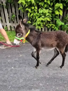 The happy little donkey 😊#cute #baby #babydonkey #donkey #minidonkey 