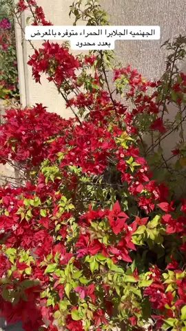 #شتله🌱🌺 #اشجار #السعودية🇸🇦 #جهنمية #زينه 