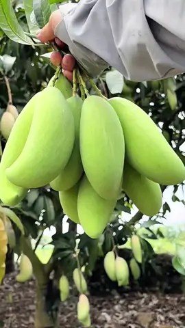 #bajamangga #baja #pokok #mangga #fyp 