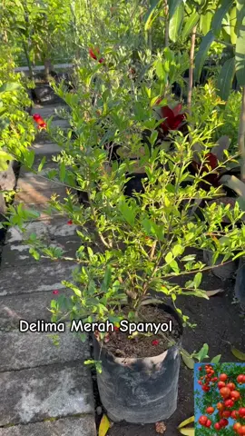 #delimamerahspanyol 