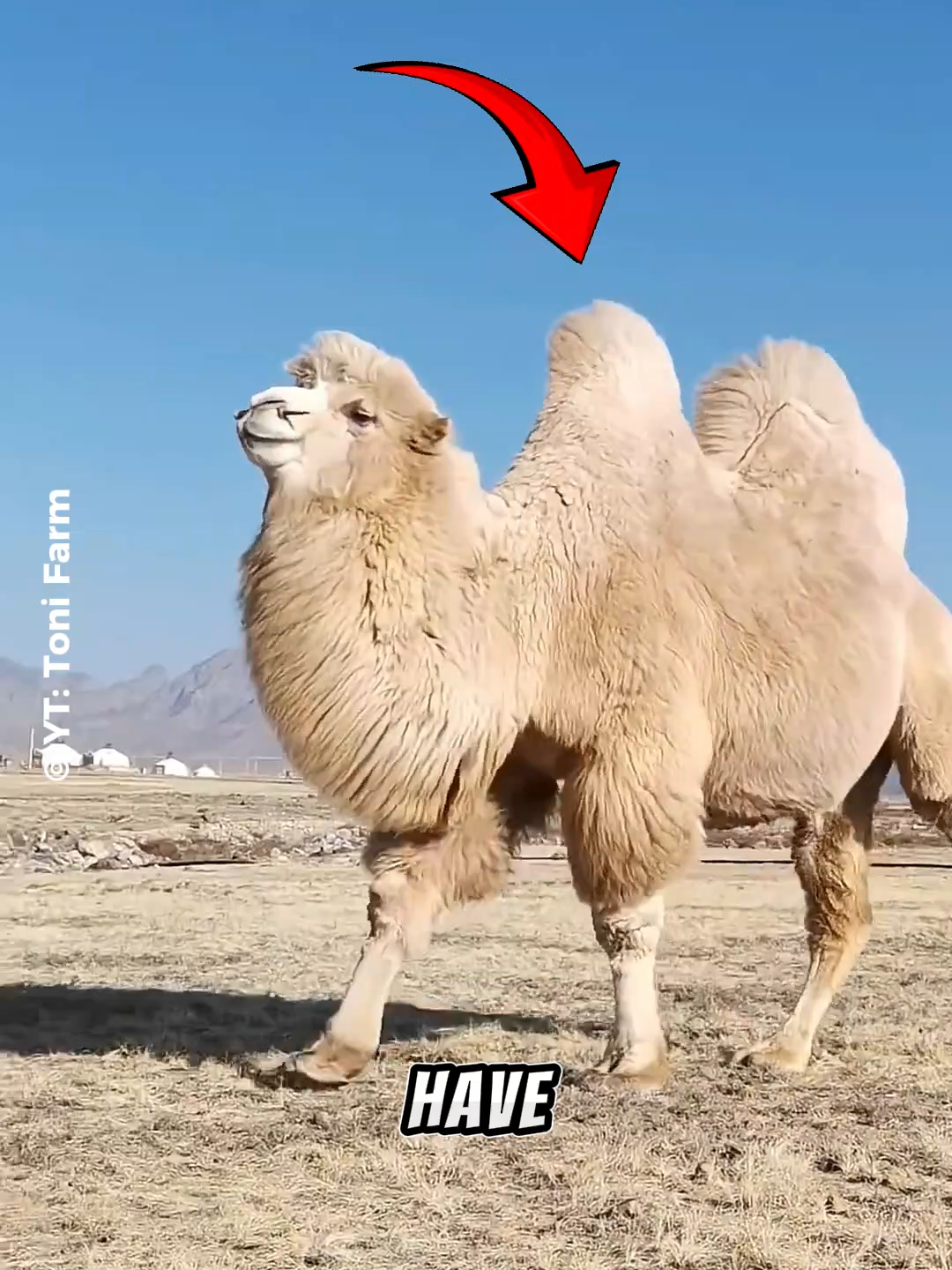 What’s Inside a Camel’s Hump? Follow Our Social Media: TT: @el_nino_tv IG: el_nin0_tv FB: El Nino TV YT: EL NINO TV #camel #desert #arabic #food #animals #animalsfacts #fyp #fypシ゚