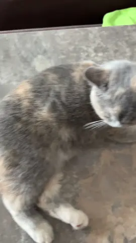 Pisica blat😂#cat 