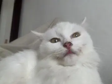 😛😛😛  #catsoftiktok #cat #fyp #cats 