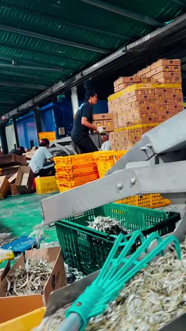 #keseruankita😆😆 #firaltiktok🔥🔥🔥✌️  #fypシ゚viral  #perantaumadurapride 