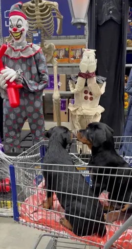 Halloween sacred dog #funny #happy #dog #fyp #halloween 